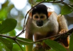 Peruvian Squirrel Monkey